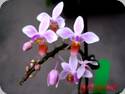 Phal. equestris Aparri